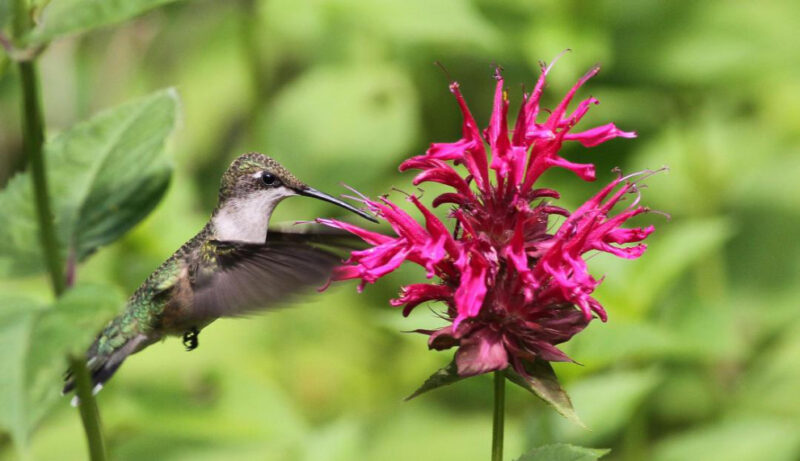 Bird Lore: A salute to the hummingbird